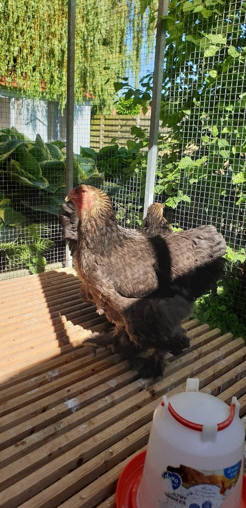 Brahma kippen, Dieren en Toebehoren, Pluimvee, Vrouwelijk, Kip