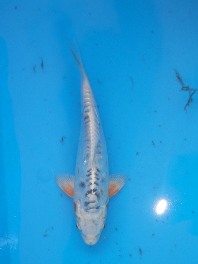 koi, Dieren en Toebehoren, Vissen | Vijvervissen, Karper of Koi