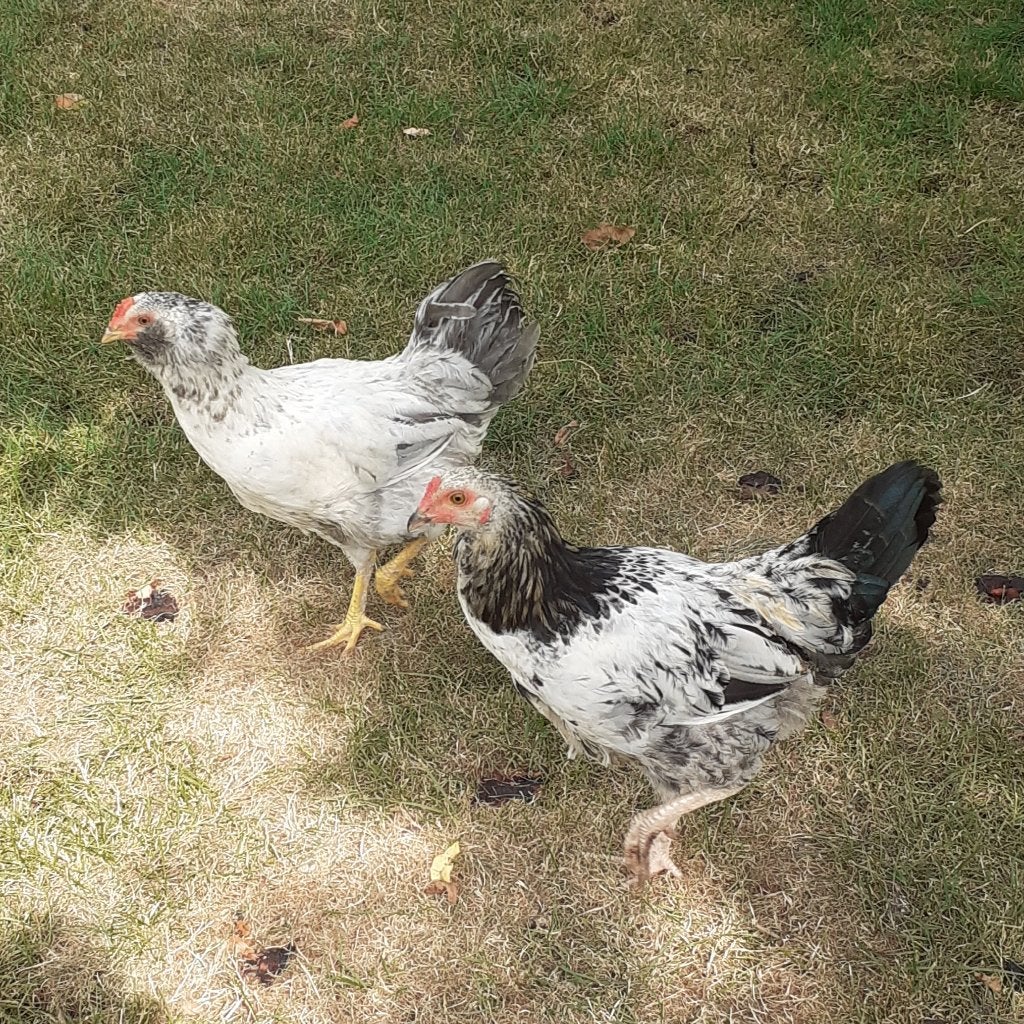 PLUIMVEE, Dieren en Toebehoren, Vogels | Overige Vogels, Mannelijk, Tam