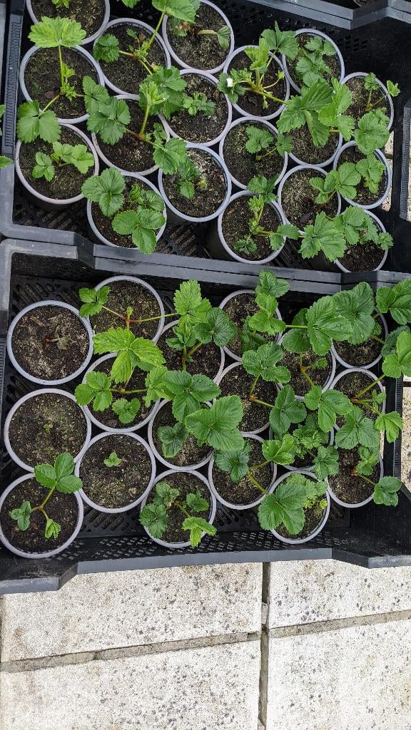 Aardbeienplantjes / fraisen, Enlèvement
