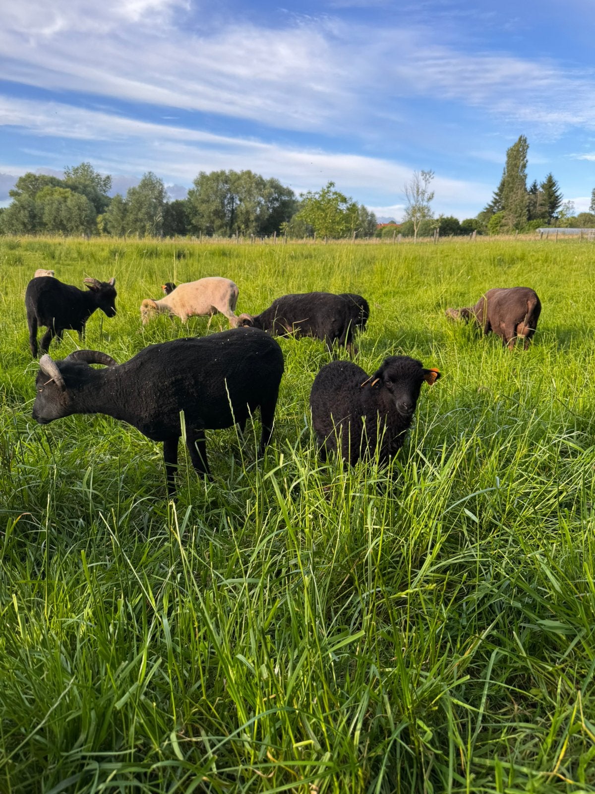 Ouessant rammen, Mâle, Mouton, 0 à 2 ans