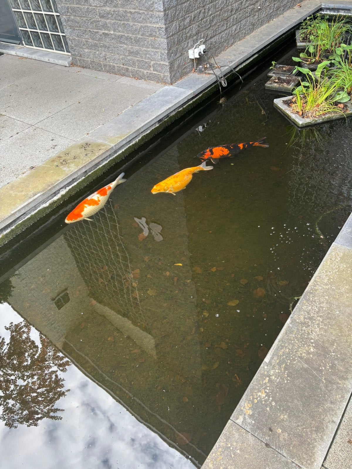 2 steur 4 koi, Dieren en Toebehoren, Steur