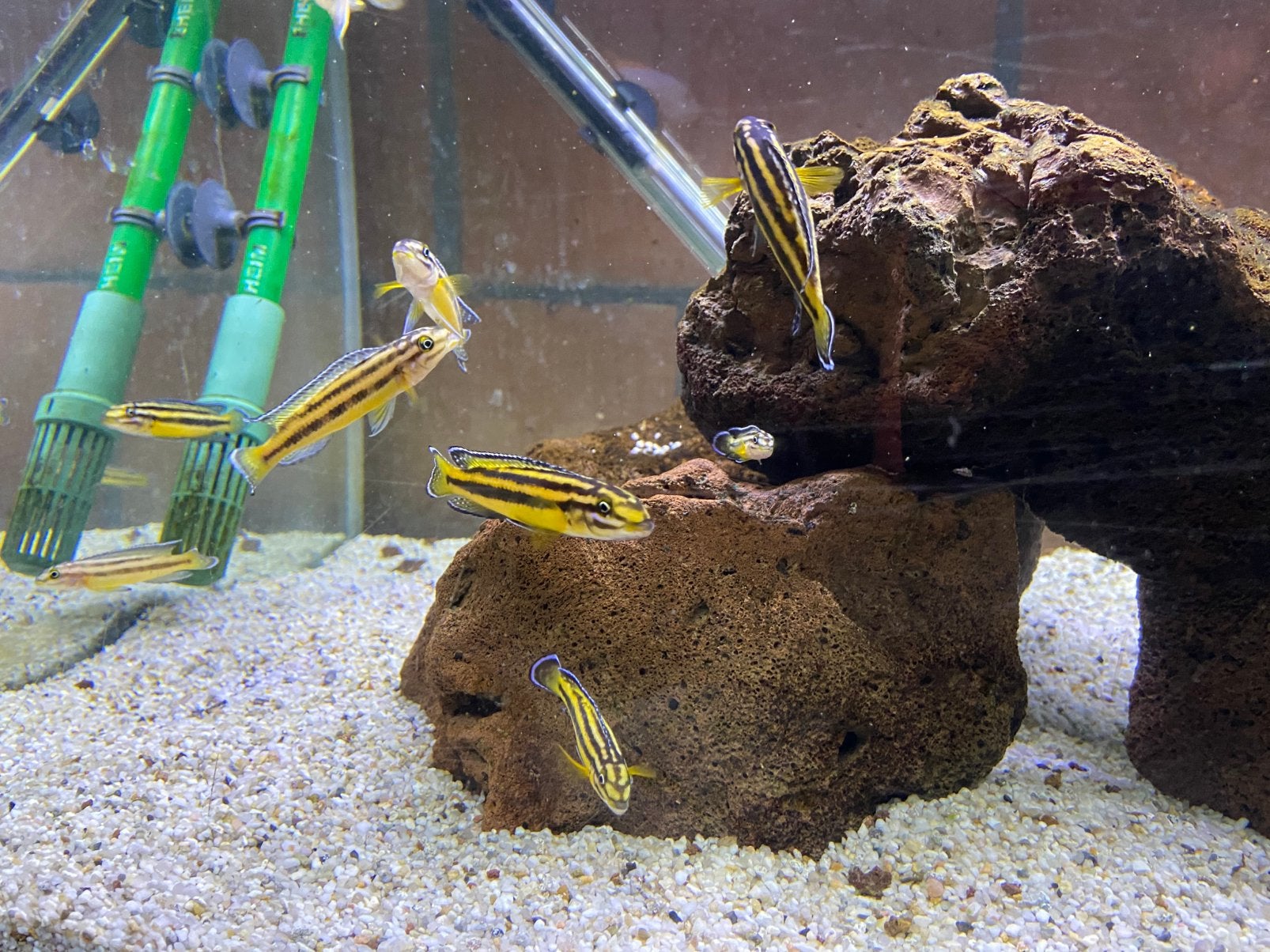 Julidochromis regani kipili tangajika cichlide, Animaux & Accessoires, Poissons | Poissons d'aquarium, Poisson, Poisson d'eau douce