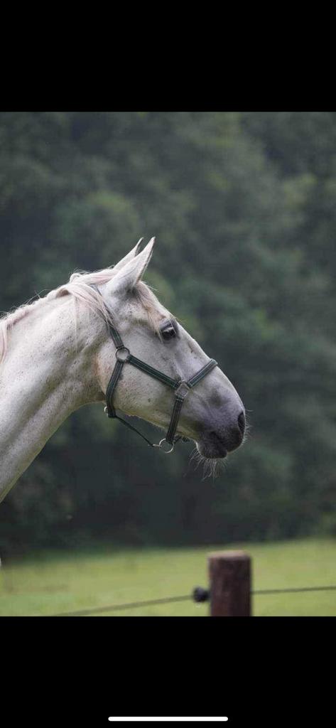 Grote reus zoekt iemand met geduld en ervaring, Dieren en Toebehoren, Paarden, 175 cm of meer, Met stamboom, Ruin, Zadelmak