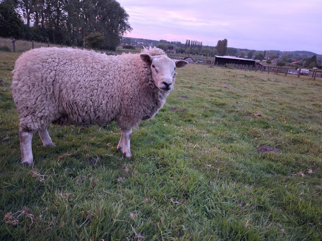 Texel rammen 12 maand, Dieren en Toebehoren, Schapen, Geiten en Varkens