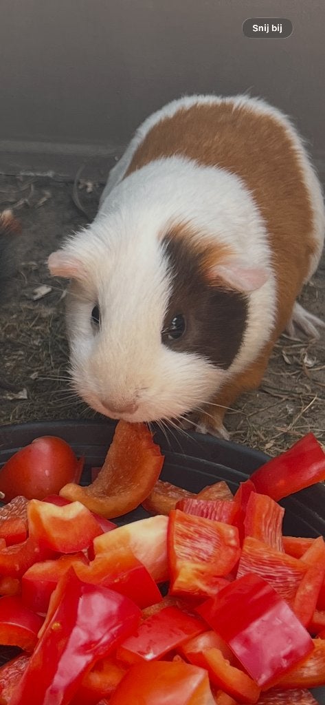 Cavia zeugje, Animaux & Accessoires, Janvier, Femelle, Cobaye