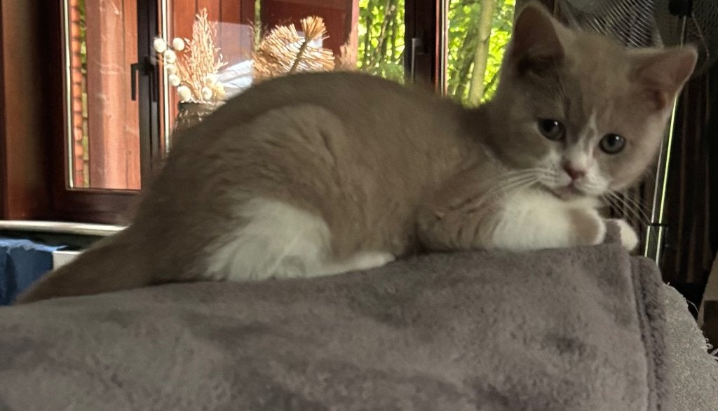 Brits korthaar kittens ️, Animaux & Accessoires, Chats & Chatons | Chats de race | Poil ras, Plusieurs animaux, Vermifugé, 0 à 2 ans