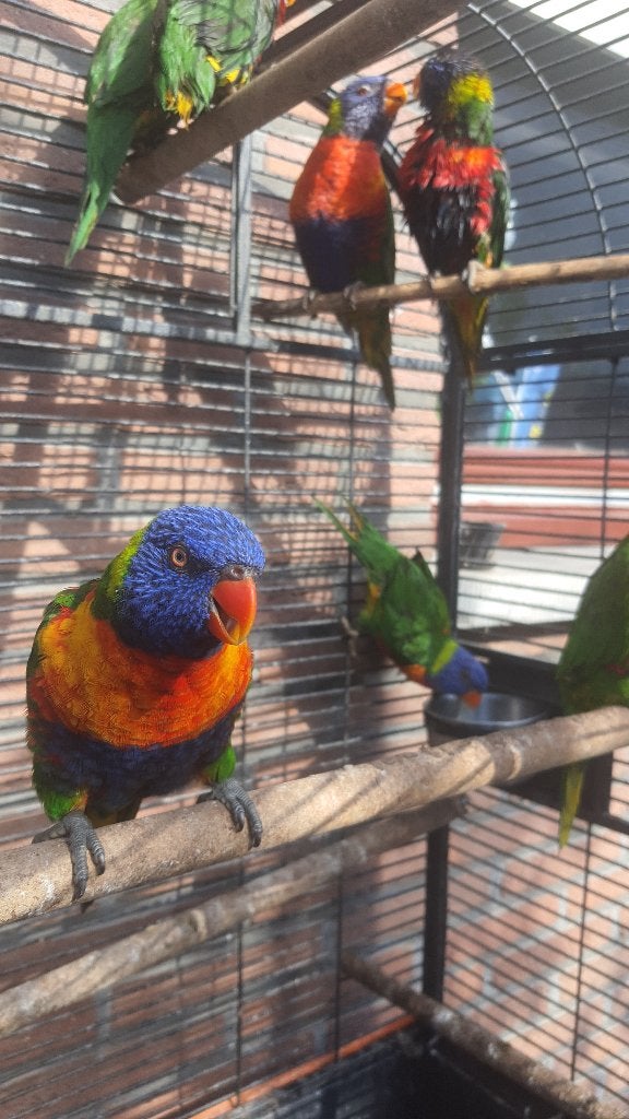 9 lori's van blauwe bergen met DNA, Meerdere dieren, Papegaai