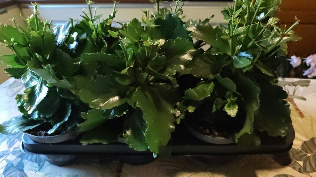AV. GRANDE PLANTE KALANCHOE EN POT, Ophalen, Overige soorten, In pot