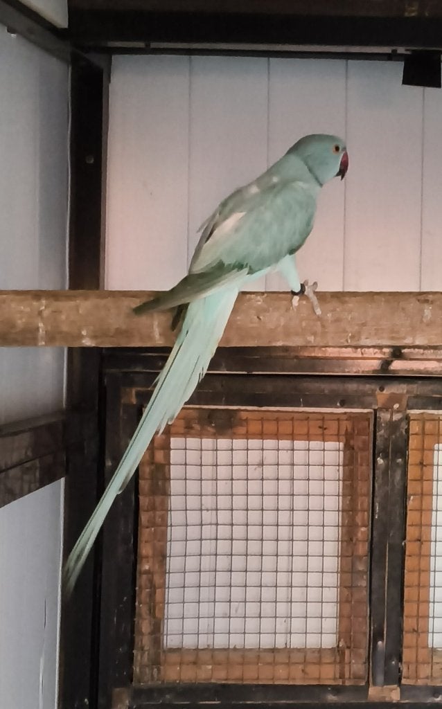 Halsband, Dieren en Toebehoren, Meerdere dieren, Parkiet, Geringd