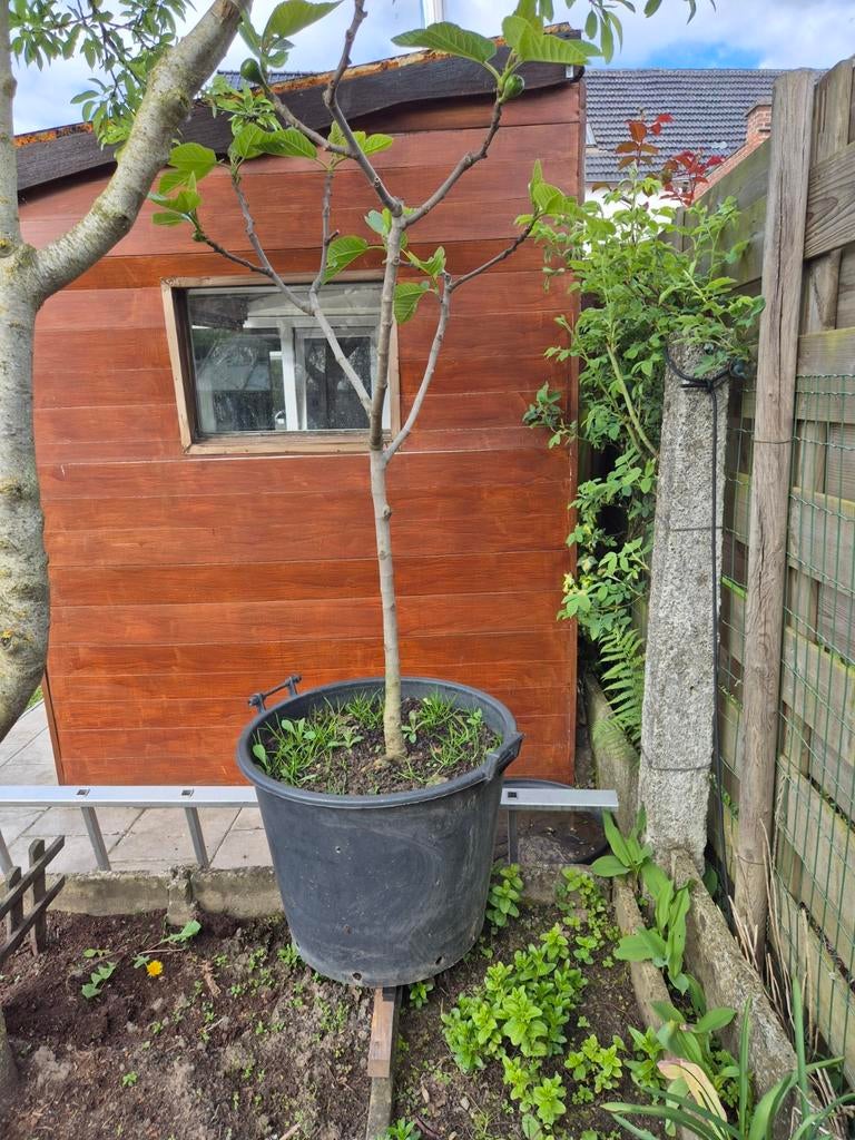 Ze draagt ​​twee keer per jaar vruchten., Tuin en Terras, Ophalen