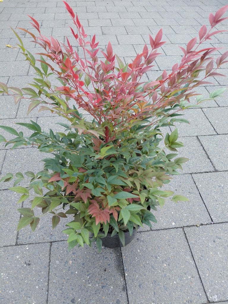 Nandina Obsessed, Ophalen, Bamboe