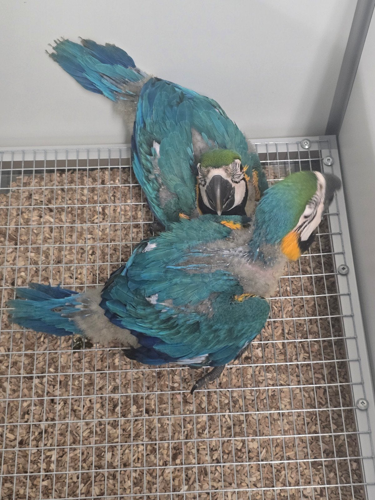 Tamme Jonge baby Blauw Gele Ara's

Voor inlichtingen kunt u, Perroquet, Domestique