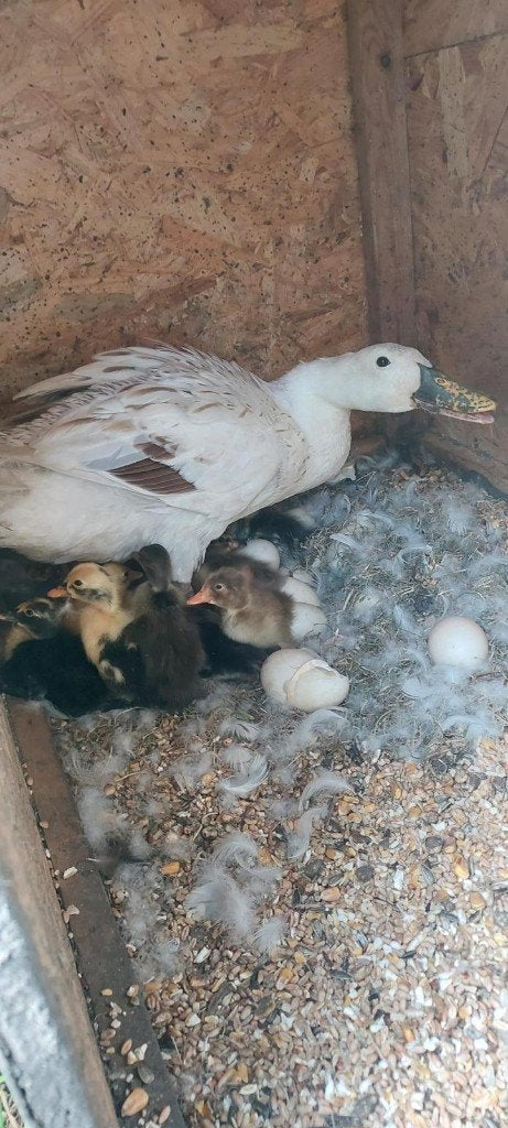 Indische loopeend kuikens, Dieren en Toebehoren, Pluimvee, Geslacht onbekend, Eend