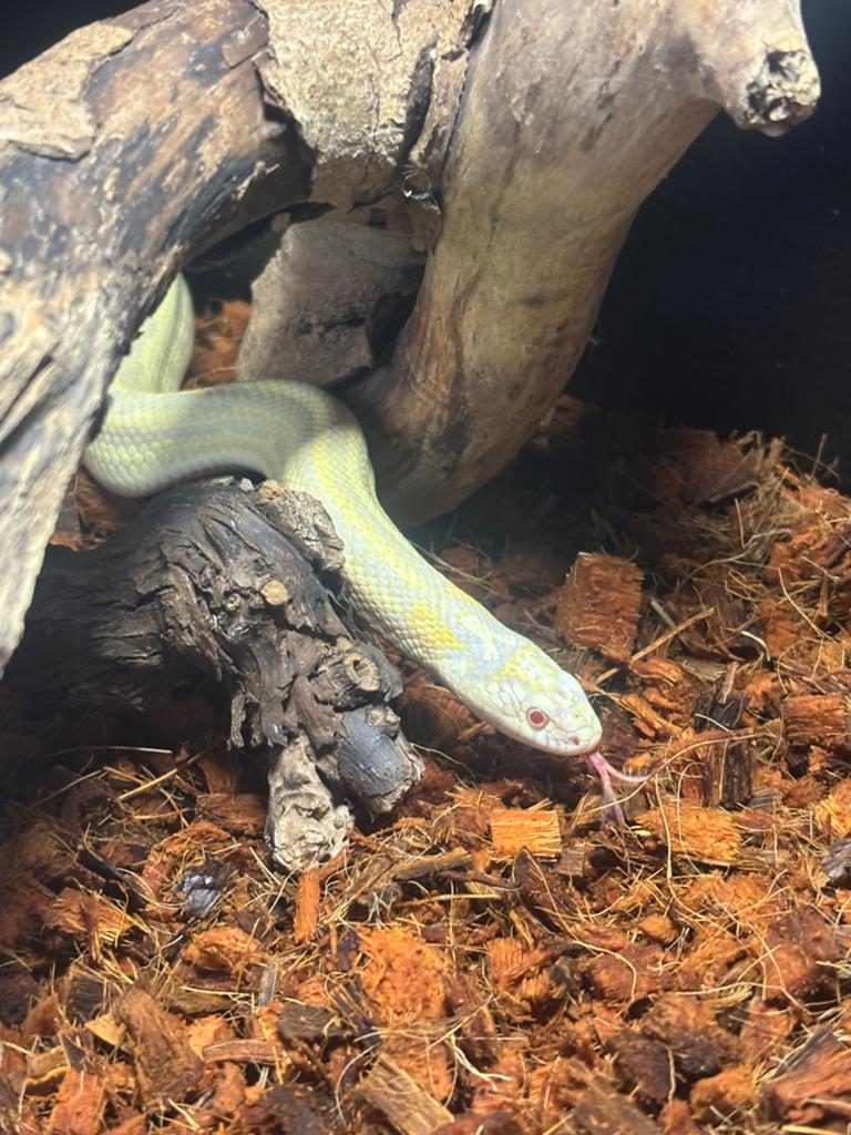 Korenslangen, Animaux & Accessoires, Avec terrarium
