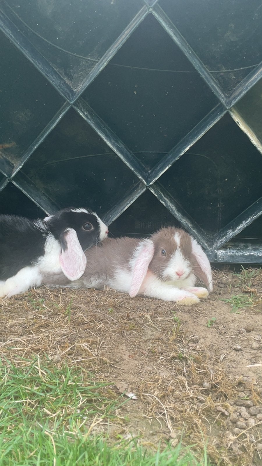 2 jonge hangoor konijntjes te koop, Dieren en Toebehoren, Hangoor