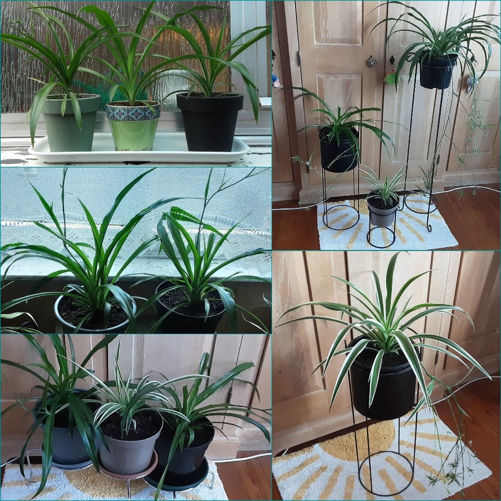 Mooie luchtzuiverende kamerplant Chlorophitum vanaf 2,50€/st, Huis en Inrichting, Kamerplanten, Ophalen of Verzenden, In pot