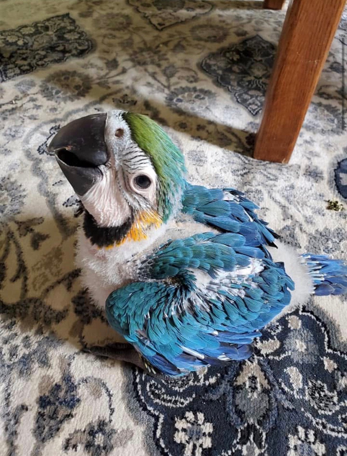 Blauwgele ara papegaai (baby), Papegaai, Geringd