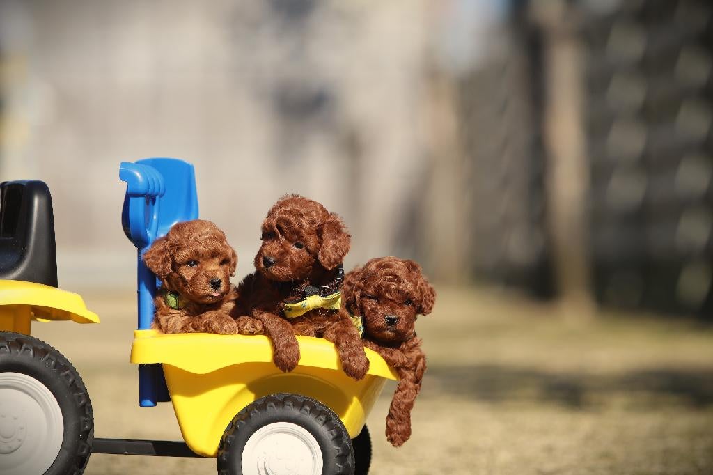Toy Poedeltjes, DNA gecontroleerd, Dieren en Toebehoren, Poedel, Parvo, België, 8 tot 15 weken