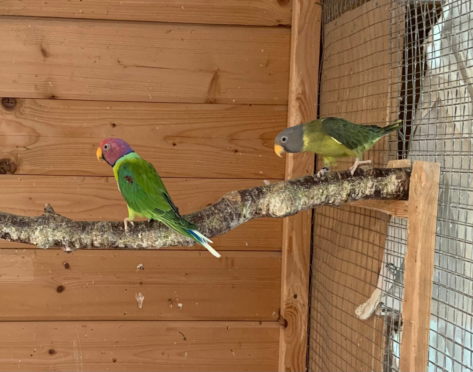 Pruimkop parkieten, Dieren en Toebehoren