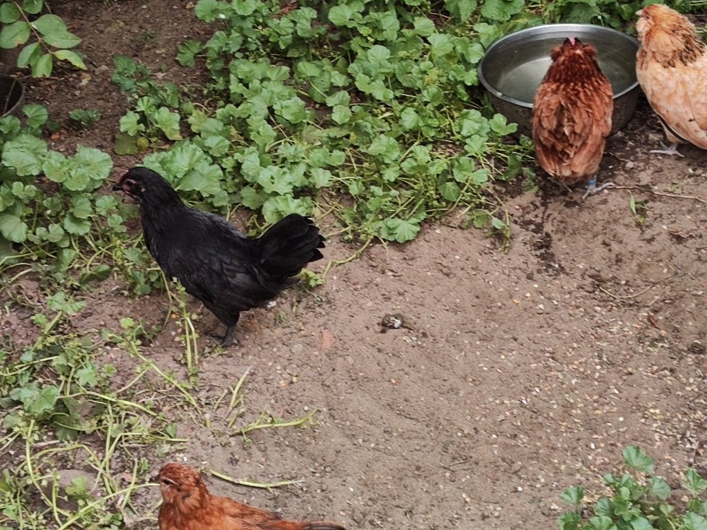 Haantje zwart, Dieren en Toebehoren, Mannelijk, Kip