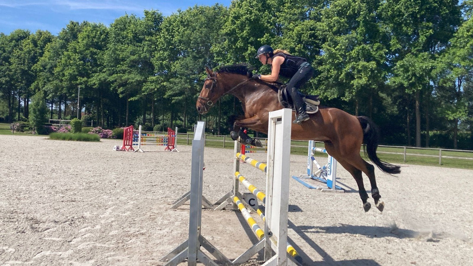 6-jarig springpaard te koop, 165 à 170 cm, L, Cheval de saut, 3 à 6 ans