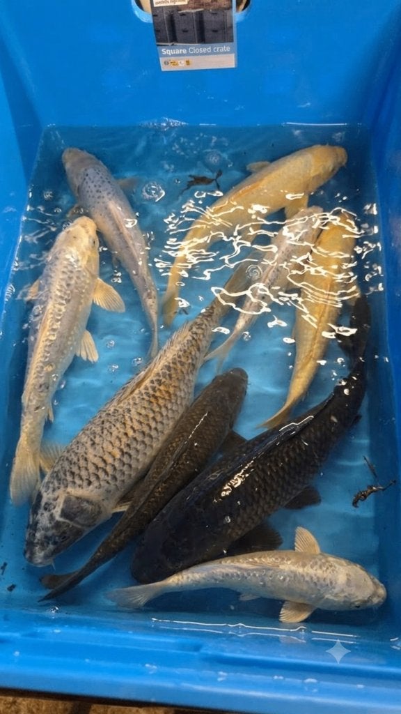 Koi japonais