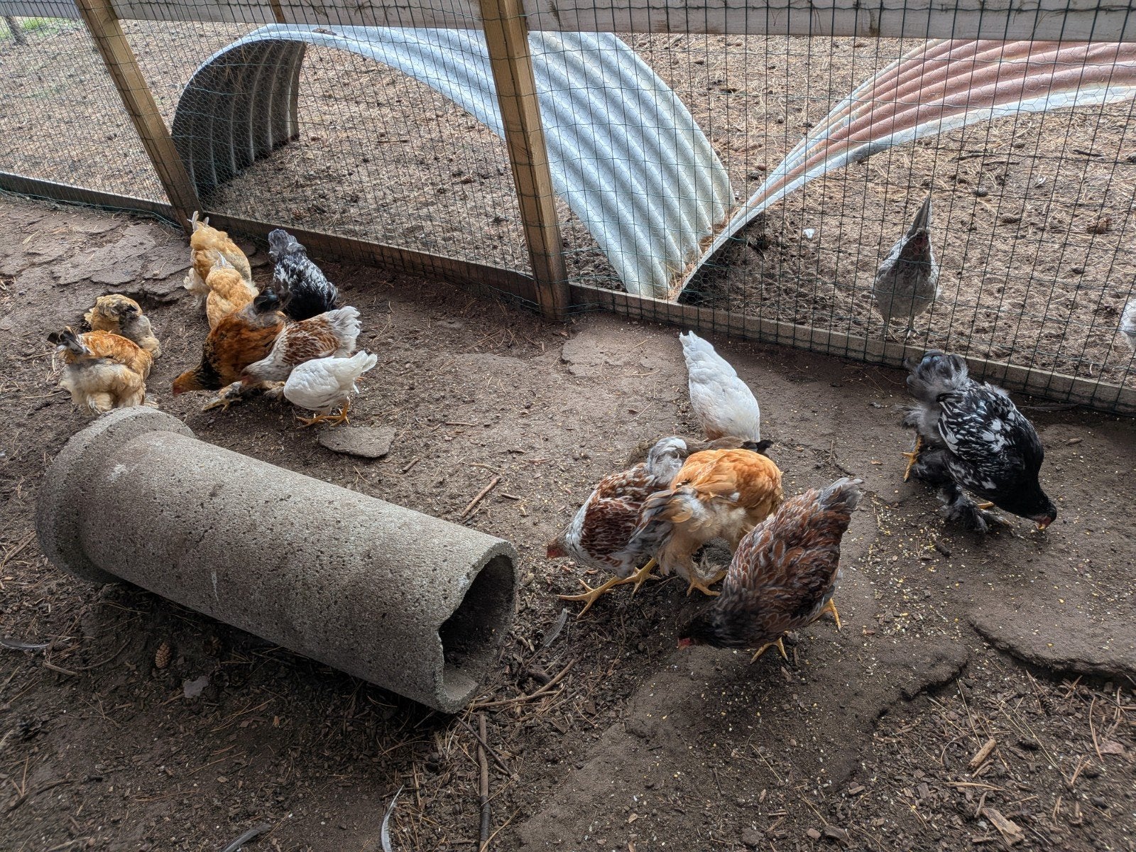 Brahma en wyandotte, Dieren en Toebehoren, Pluimvee