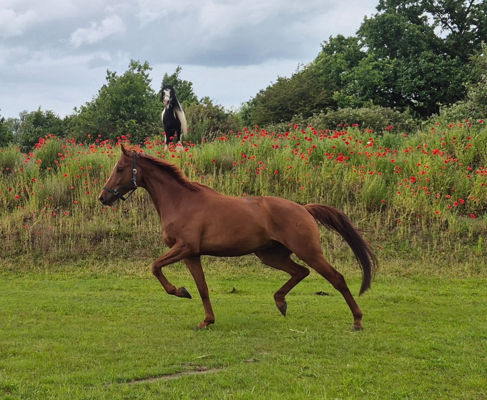 Mega knappe ruin, Dieren en Toebehoren, Ruin