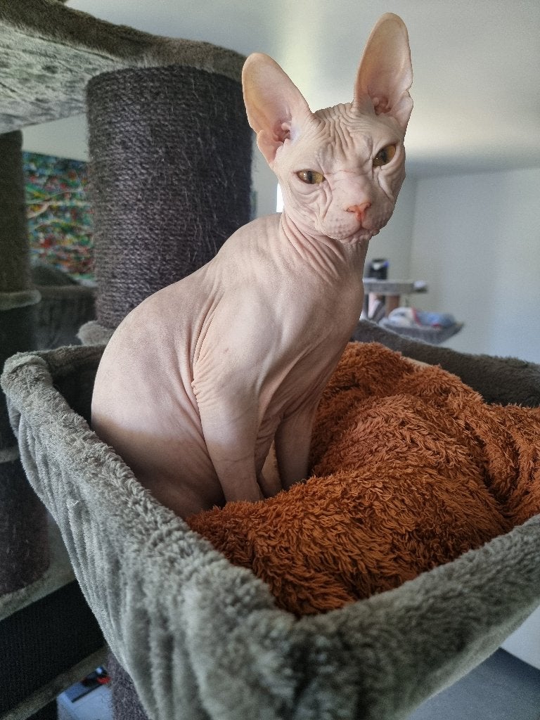 Herplaatsing: Raszuivere Donskoy Kater Pif, Kater, Met stamboom, 3 tot 5 jaar
