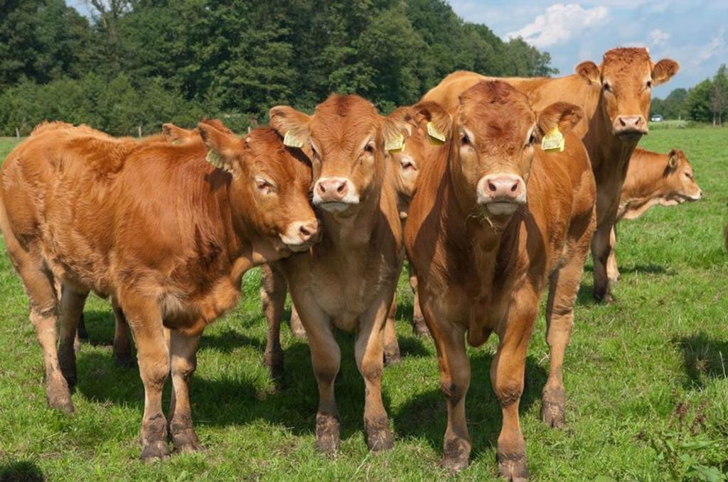 Kalf of rund voor het offerfeest