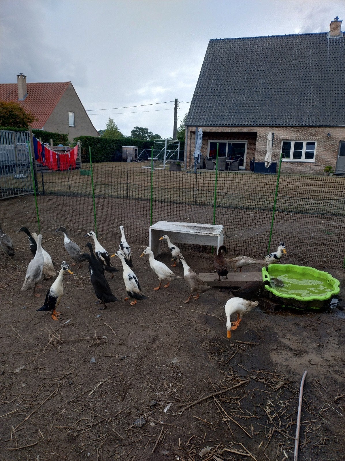 loopeenden koppels, Meerdere dieren, Eend