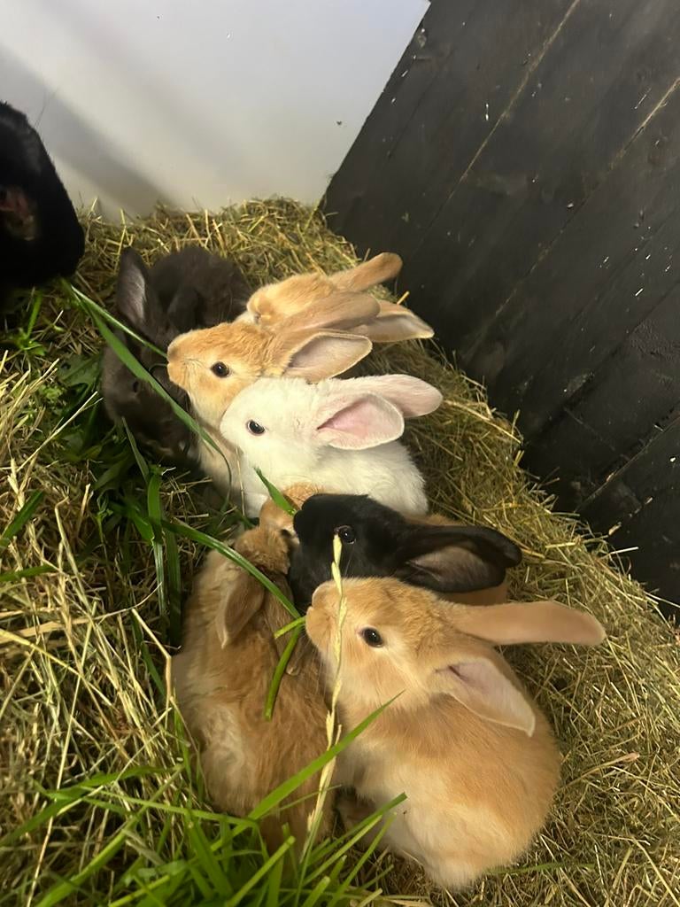Nestje vlaamse reuzen, Plusieurs animaux, Grand, 0 à 2 ans