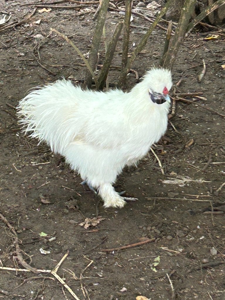 Sierhaantje, Dieren en Toebehoren, Mannelijk, Kip