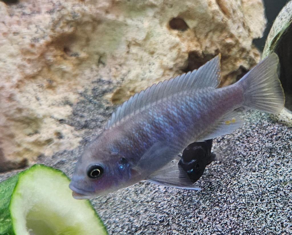 Cichlidés Maylandia Estherae Minos Reef Malawi, Animaux & Accessoires, Poissons | Poissons d'aquarium, Poisson d'eau douce, Poisson