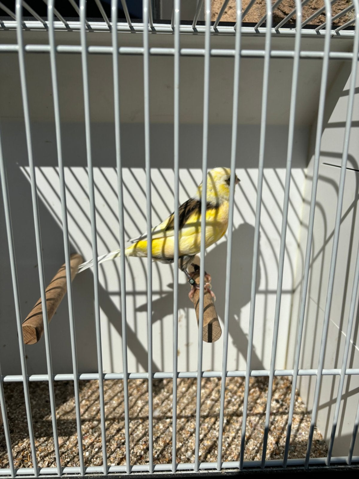 Kanarie mannen, Dieren en Toebehoren, Vogels | Kanaries