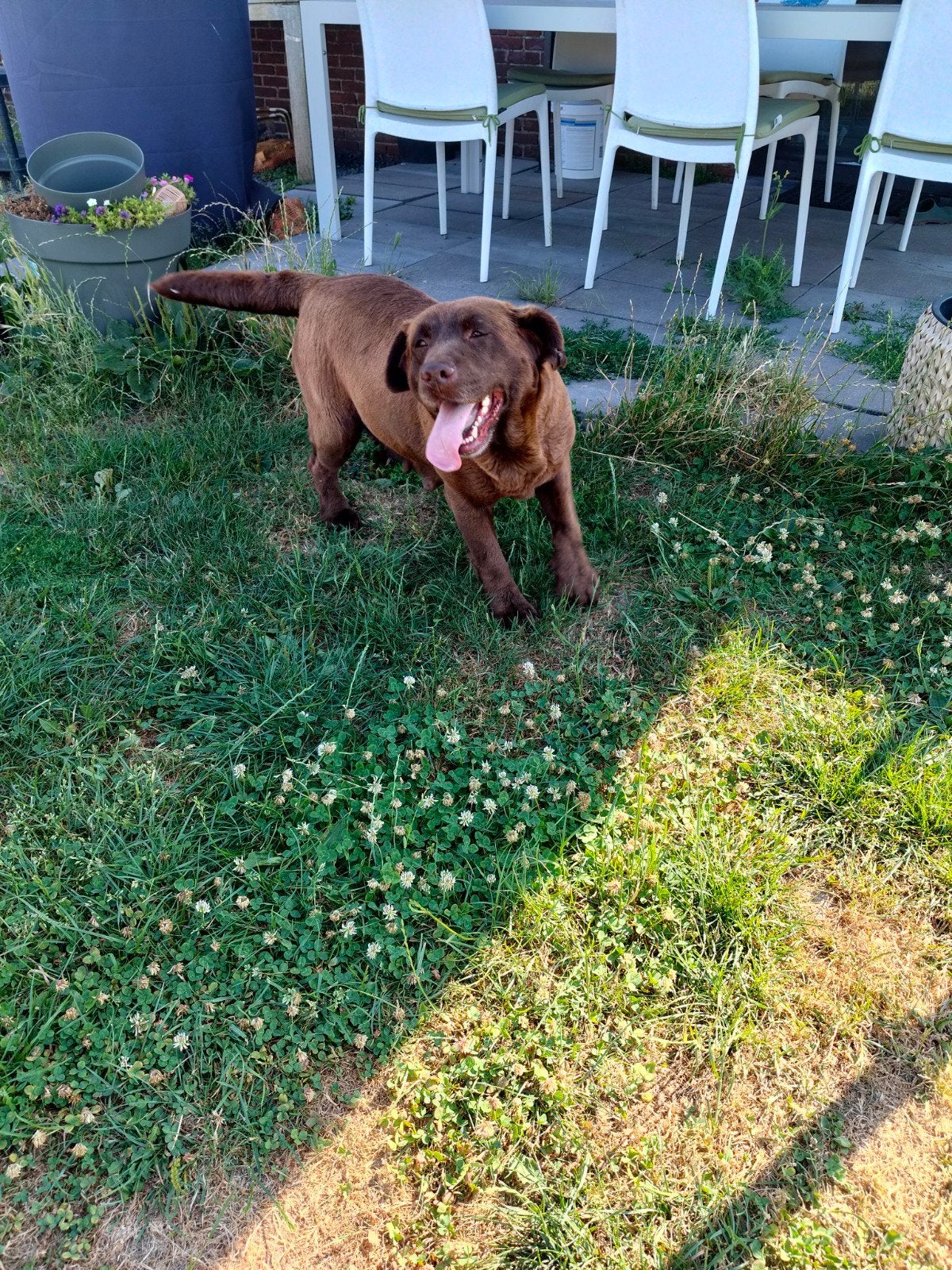 La jolie labrador Erica, Animaux & Accessoires, Chiens | Retrievers, Épagneuls & Chiens d'eau, Étranger, 3 à 5 ans, Chienne, Parvovirose