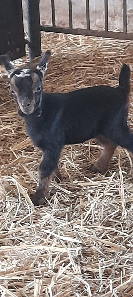 Super mooie lammetjes., Chèvre, 0 à 2 ans