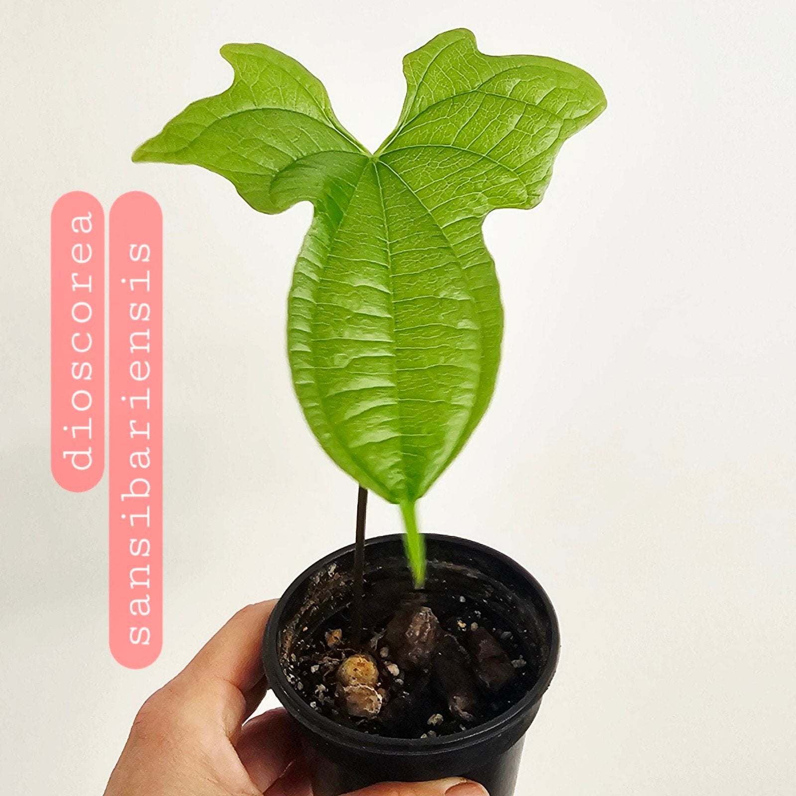 Plantjes dioscorea, begonia, epipremnum vanaf 3 euro, Ophalen