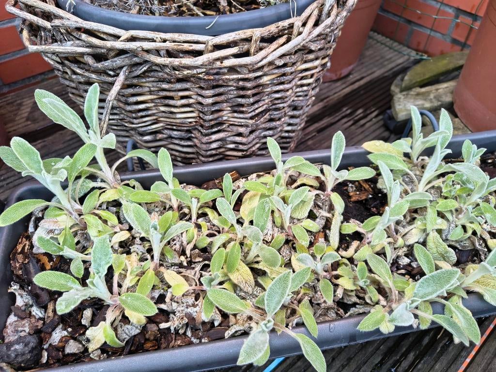 Planten en kruiden, Tuin en Terras, Ophalen of Verzenden, Kruiden