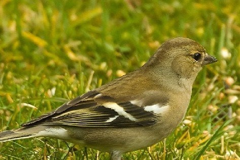 vink pop 2025, Vrouwelijk, Wildzangvogel, Geringd
