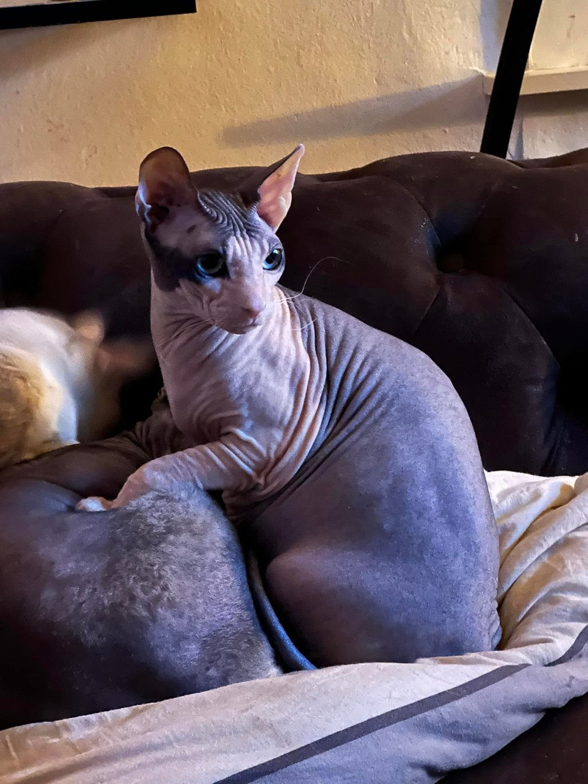 2 herplaatsers, Plusieurs animaux, Avec pedigree, 3 à 5 ans