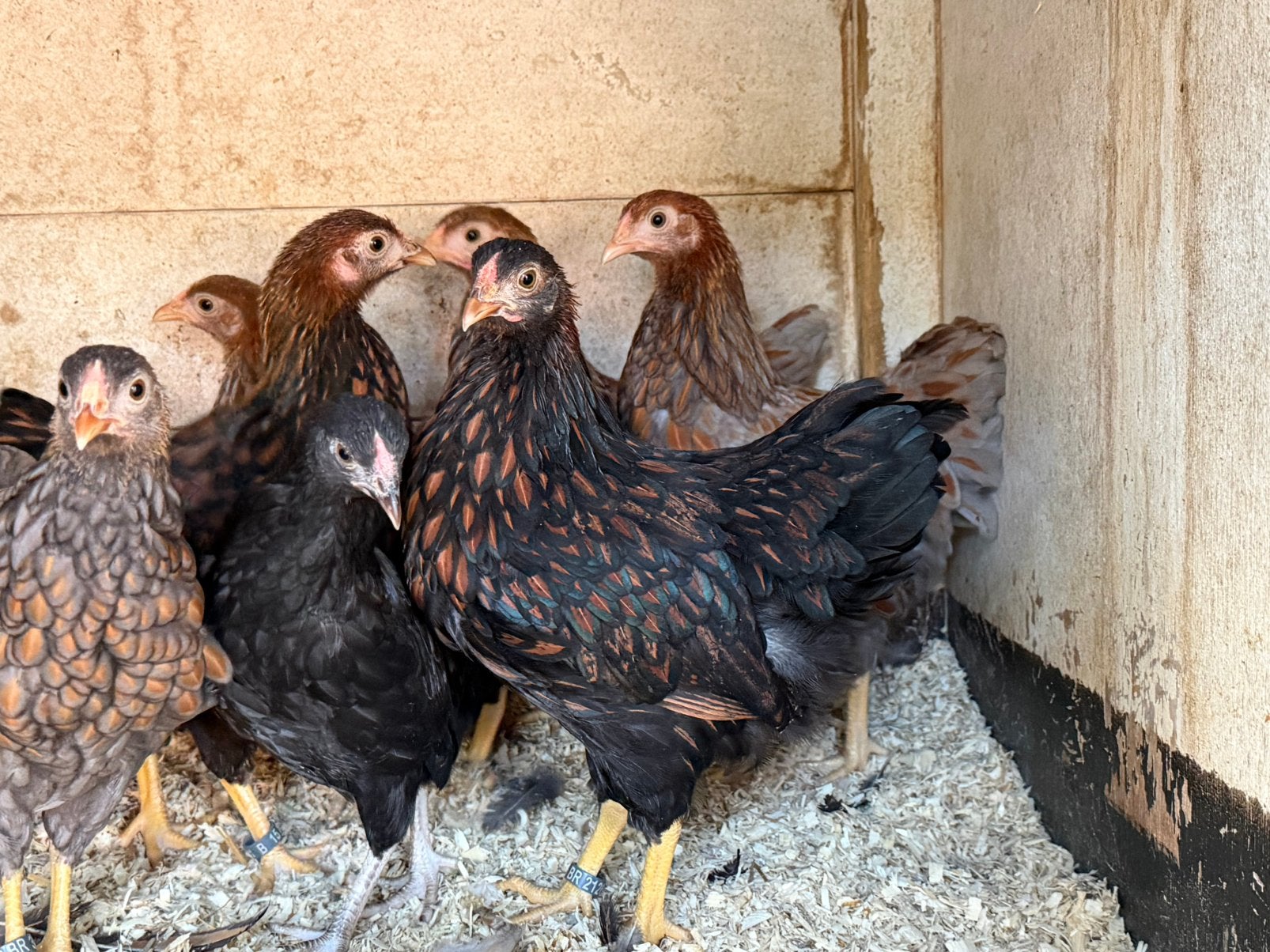 Wyandotte kriel hennen, Dieren en Toebehoren, Pluimvee