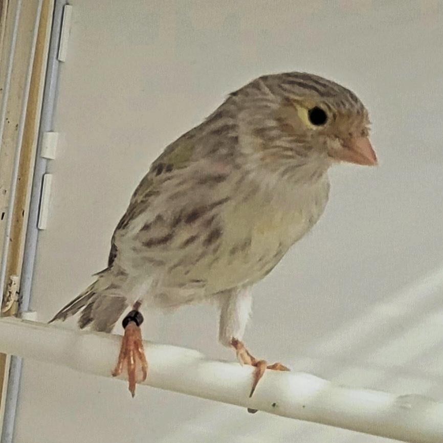 Canaris Opale Mosaique 2026, Plusieurs animaux, Canari de couleur