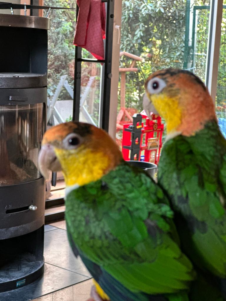 2 jonge tamme roestkoppen met grote kooi, Animaux & Accessoires, Oiseaux | Perruches & Perroquets, Domestique