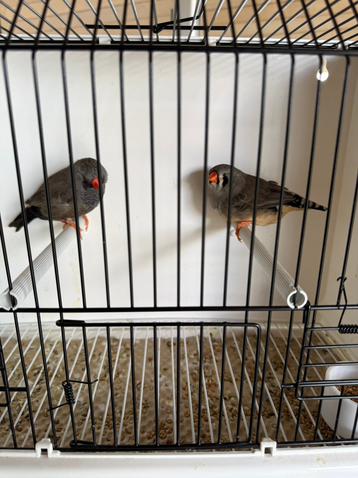 Koppel grijze Charcoal x grijs split Charcoal zebravinken, Dieren en Toebehoren, Geringd