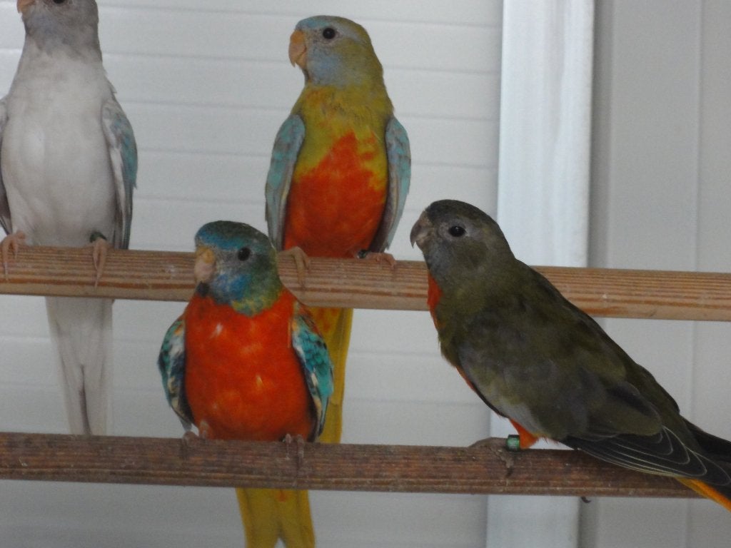 splendidparkieten 26, Plusieurs animaux, Perruche