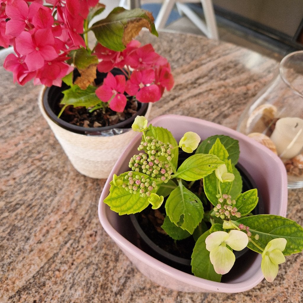 hortensia's, Jardin & Terrasse, Plantes | Jardin, Enlèvement