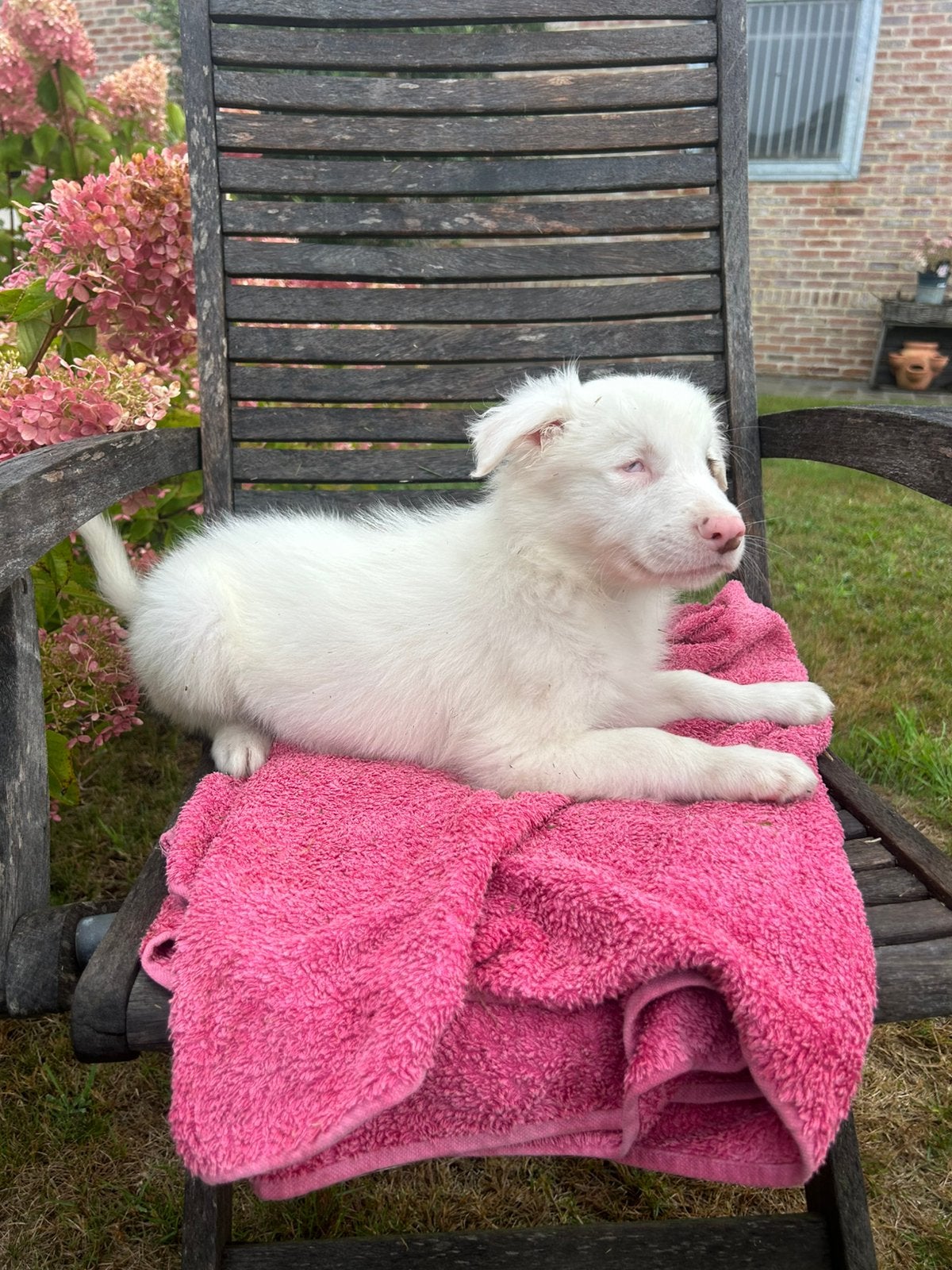 Border collie pups, België, Fokker | Hobbymatig, Overige rassen, 8 tot 15 weken
