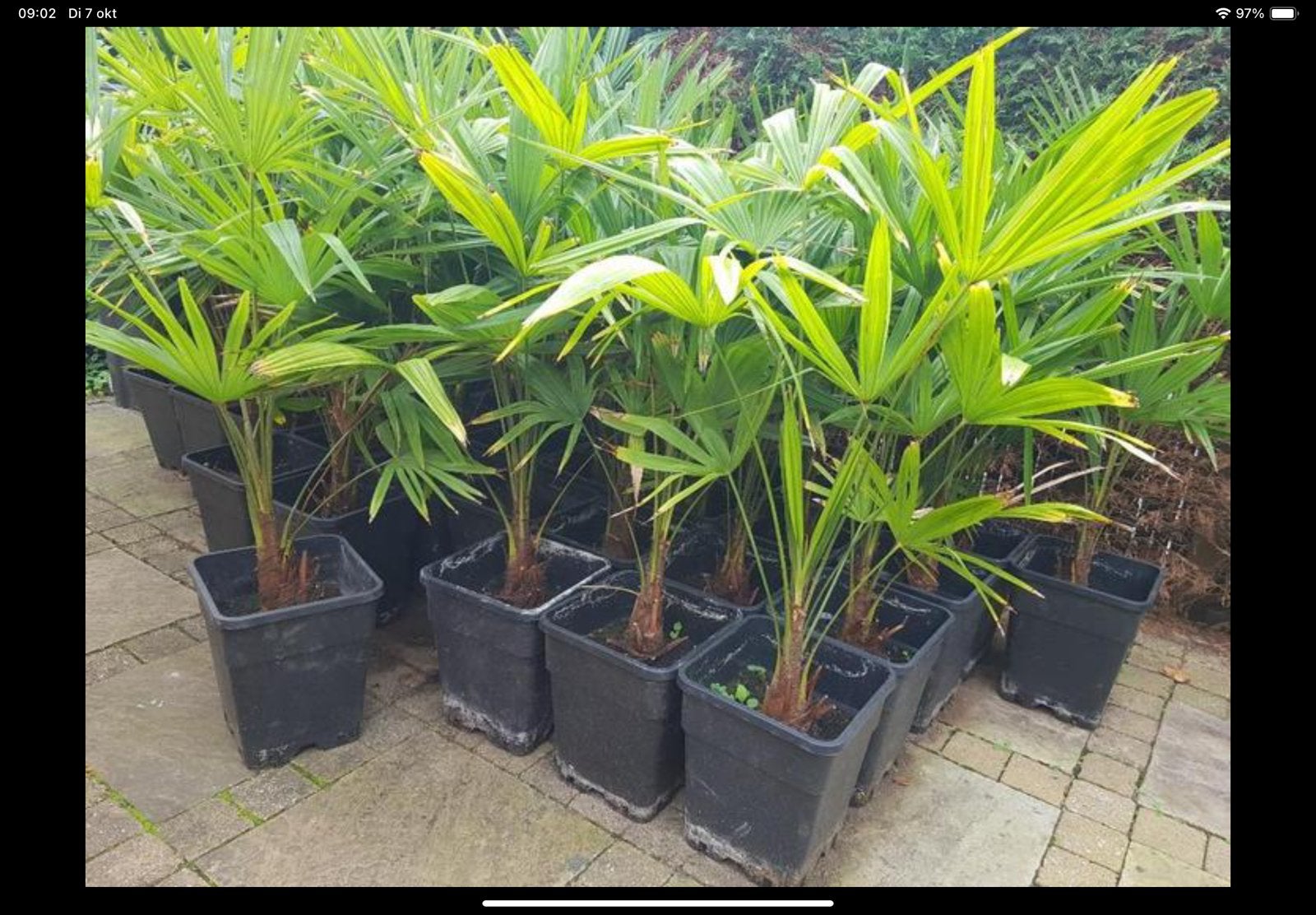 Trachycarpus palmplanten, Ophalen